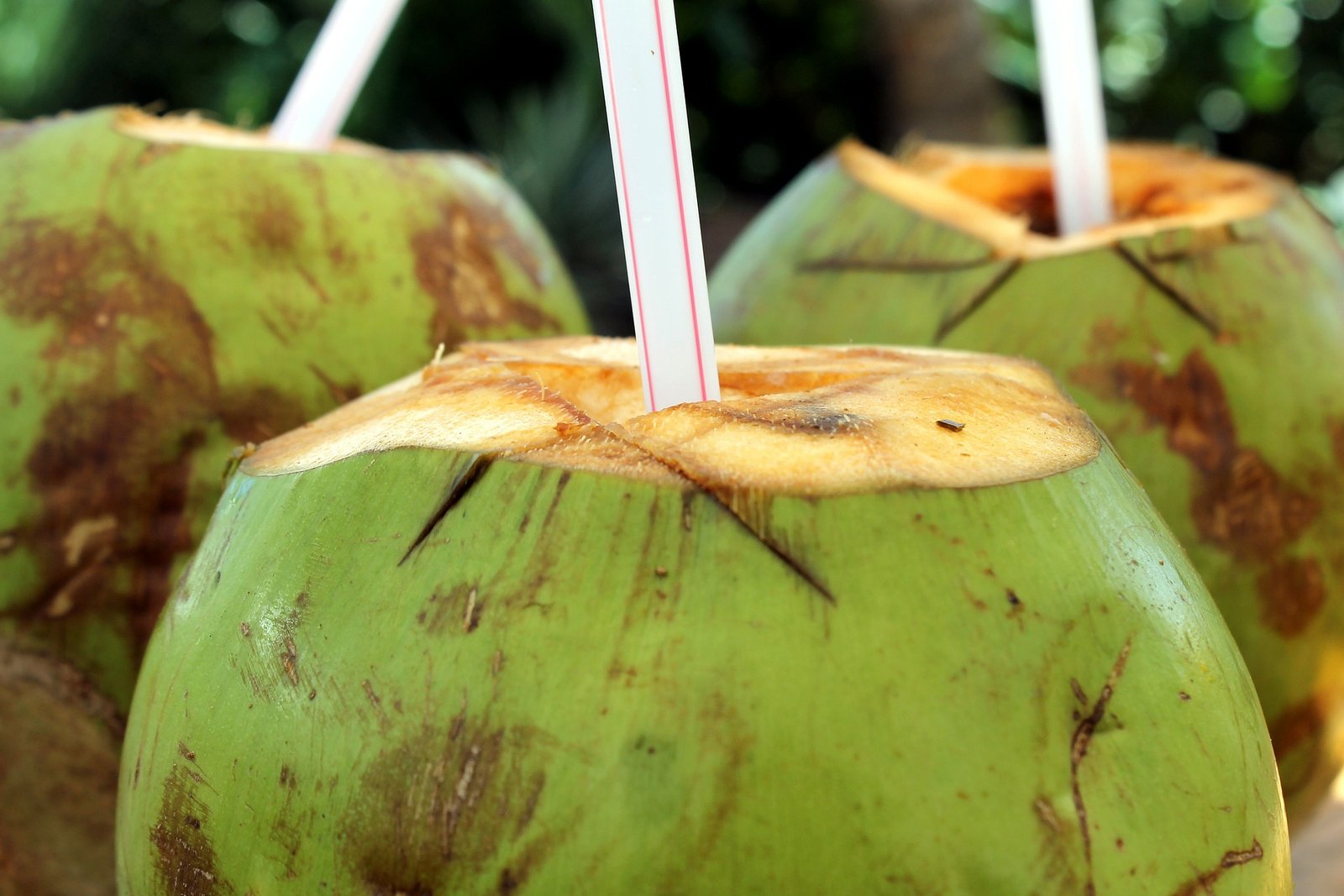 bebidas tipicas