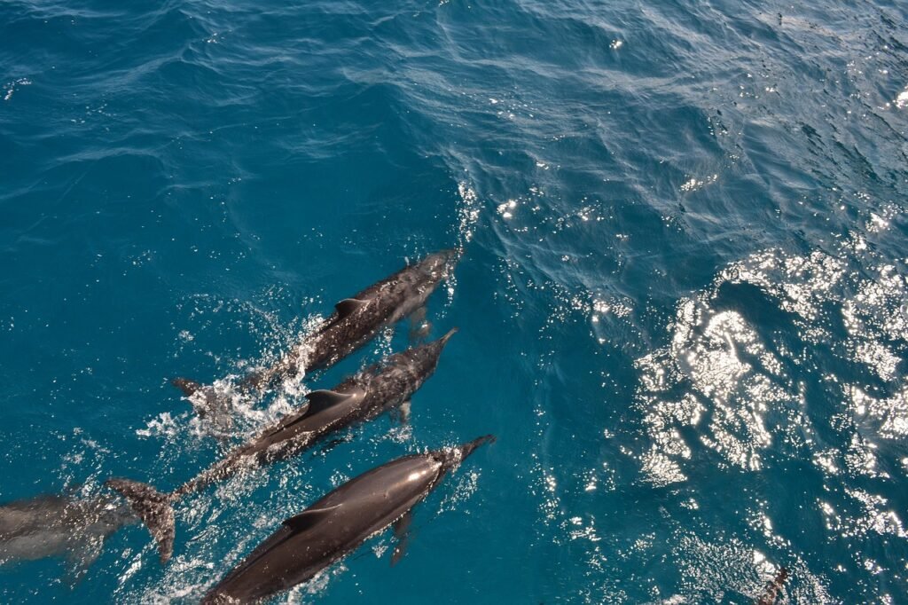 Delfines nadando en el mar.